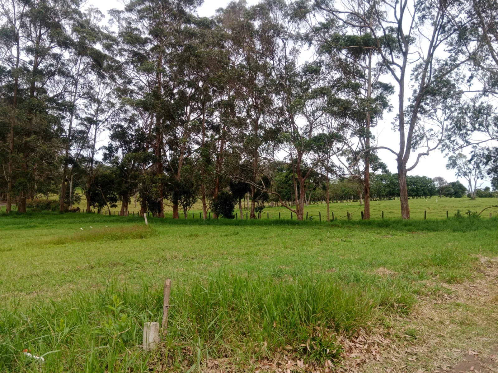 Bosque de eucaliptos dentro del condominio